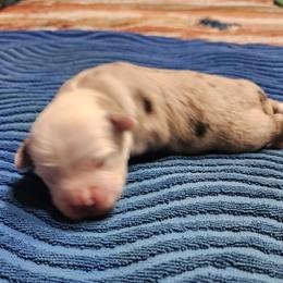 Louie - Red merle male Toy Australian Shepherd puppy in Ocala, Florida from Crazy Aussie Chaos