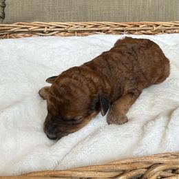 Boy 5 - Red  male Goldendoodle puppy in Valley Farms, Arizona from Gall’s Doodle Ranch