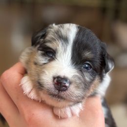 Blooper - Blue merle female Australian Shepherd puppy in Rapid River, Michigan from Echolight Australian Shepherds
