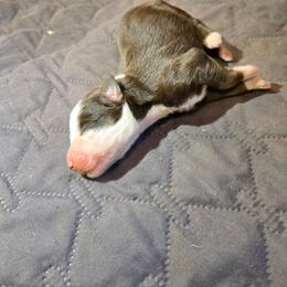 Ghoul - Red tri-color male Australian Shepherd puppy in Abilene, Texas from S&K Aussies N' Rotties