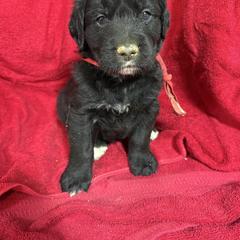 Black and White Male - male Golden Mountain Dog puppy in Tacoma, Washington from Canyon Meadows Farm