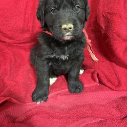 Black and White Male - male Golden Mountain Dog puppy in Tacoma, Washington from Canyon Meadows Farm