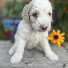 Goldendoodle Puppies from Jess’ Golden Doodles