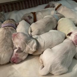 Prince - Light golden male Golden Retriever puppy in Ennis, Texas from Amberidge Golden Retrievers