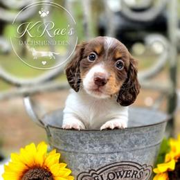 Fluffy AKC 2400 - Piebald male Dachshund puppy in Lady Lake, Florida from K Rae's Dachshunds