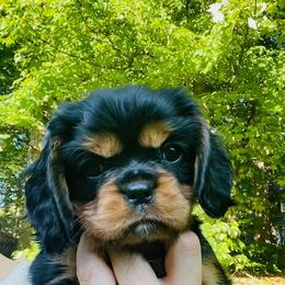 Mocha - Black and tan female Cavalier King Charles Spaniel puppy in Clemmons, North Carolina from Crown Jewel Cavaliers