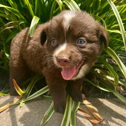 Bonfire - Red & white female Miniature Australian Shepherd puppy in White Plains, Kentucky from Garrett’s Ridge Farm