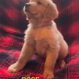 ROSE- PINK COLLAR - Dark golden female Golden Retriever puppy in Berea, Kentucky from Lucky Golden Ranch