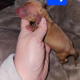 Boy 3 - Red male Dachshund puppy in Lansing, Michigan from Black Thunder 517 Cane Corso and Dachshunds and frenchies