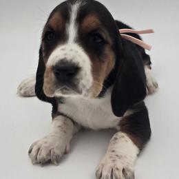 Light Pink Collar - Black brown and white female Basset Hound puppy in Snow Camp, North Carolina from V's Southern Angels