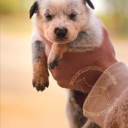 Ember (ASDR) - Blue speckled female Australian Cattle Dog puppy in Marana, Arizona from Impact 3rd Australian Cattle Dogs