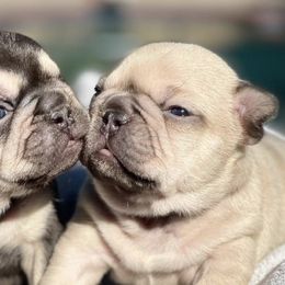 French Bulldogs from BellaBullyz_ie