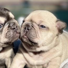 French Bulldogs from BellaBullyz_ie