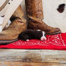 RUBY - Red tri-color female Australian Shepherd puppy in Durand, Wisconsin from Larson’s Legacy Aussome Aussie Kennels