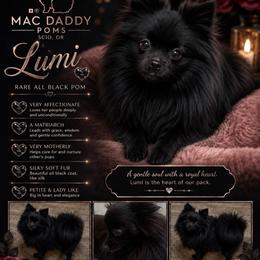 Lumi - Pomeranian