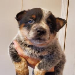 Full mask - Blue speckled male Australian Cattle Dog puppy in Lenoir, North Carolina from Blue Coyote Ranch