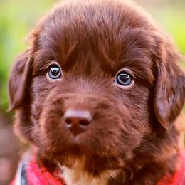 Thistle - Brown Newfoundland puppy in Madison, Wisconsin from Riddle Family Newfoundland
