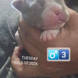 Boy 3 - Blue male Boston Terrier puppy in Versailles, Indiana from Benhams Bostons