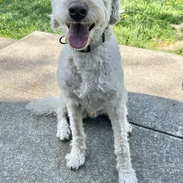 Theodore - Cream Labradoodle puppy in Newark, Ohio from Raising Doodles