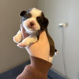 Boy 5 - Liver and white male Shih Tzu puppy in Springfield, Missouri from Lopez Family Tails