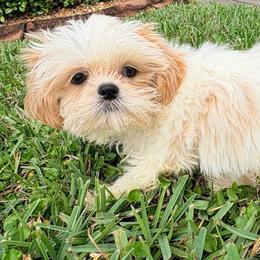 May - White female Shih Tzu puppy in Saint Johns, Florida from BEH Puppies LLC