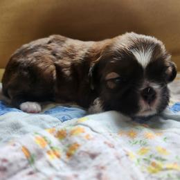 Louie - Brindle male Shih Tzu puppy in Wolcottville, Indiana from Ducky's Doodles