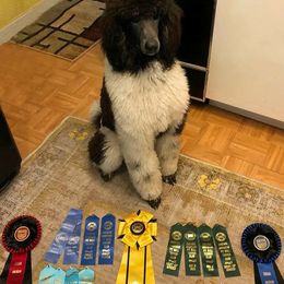 Petra - Poodle