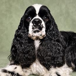 Oakley - Cocker Spaniel