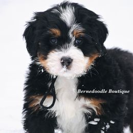 Onyx - black boy - Tri-color male Bernedoodle puppy in Waukesha, Wisconsin from Bernedoodle Boutique (and Cavapoos)
