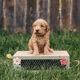 Goldendoodle Puppies from 307 Doodles