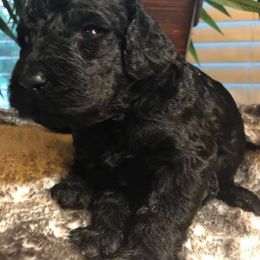 Bernedoodle and Goldendoodle Puppies from Kim's Cove Doodles