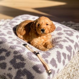 Goldendoodle Puppies from Bundy Farm