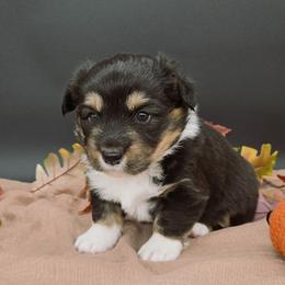 German Shepherd and Pembroke Welsh Corgi Puppies from J&R Shepherds & Corgis