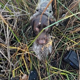 Dachshund and Labrador Retriever Puppies from Honeydew Ranch