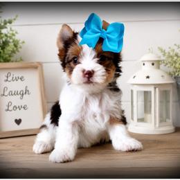 King - Chocolate, tan and white male Yorkshire Terrier puppy in Warren, Michigan from Danielle's Yorkie Babies