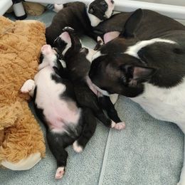 Boston Terrier Puppies from Adriana's Boston Terriers
