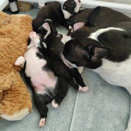 Boston Terrier Puppies from Adriana's Boston Terriers