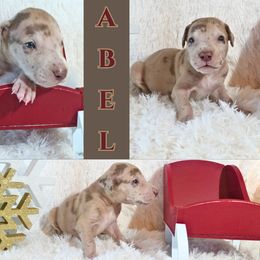 Great Dane Puppies from Pilot Danes
