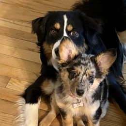 Miniature American Shepherds from Norse Aussies