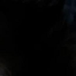 Miniature American Shepherds from Norse Aussies