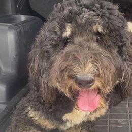 Bernedoodles and Goldendoodles from D-H Poodles & Doodles