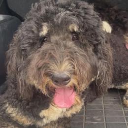 Bernedoodles and Goldendoodles from D-H Poodles & Doodles