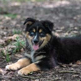 Deacon - Black tri male Miniature Australian Shepherd puppy in Lacombe, Louisiana from Indigo River Aussies