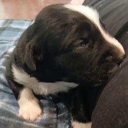 Boy 3 - Black tri-color male Australian Shepherd puppy in Charlotte, North Carolina from Tranquility Trail Aussies