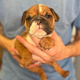 Ezzy - Red and white female Bulldog puppy in Clarinda, Iowa from Stimson Bulldogs