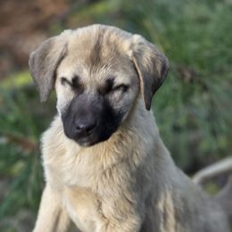 Reserved Male - Placed - Fawn male Kangal puppy in Anderson, California from VSH Kangal Dogs