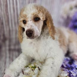 Chaps - Parti male Poodle puppy in Mcbain, Michigan from Northern Creek