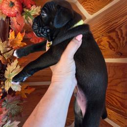 Yellow Collar - Brindle male Boxer puppy in Forsyth, Montana from Hert's Big Sky Boxers