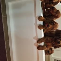Irish Setter Puppies from Kilkieran Kennels and farm