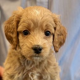 Yellow girl - Apricot female Australian Labradoodle puppy in Bend, Oregon from High Desert Labradoodles